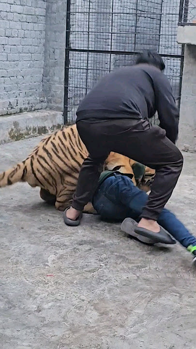 Bnegal Tiger Attack Straight to the Neck |  Nouman Hassan |