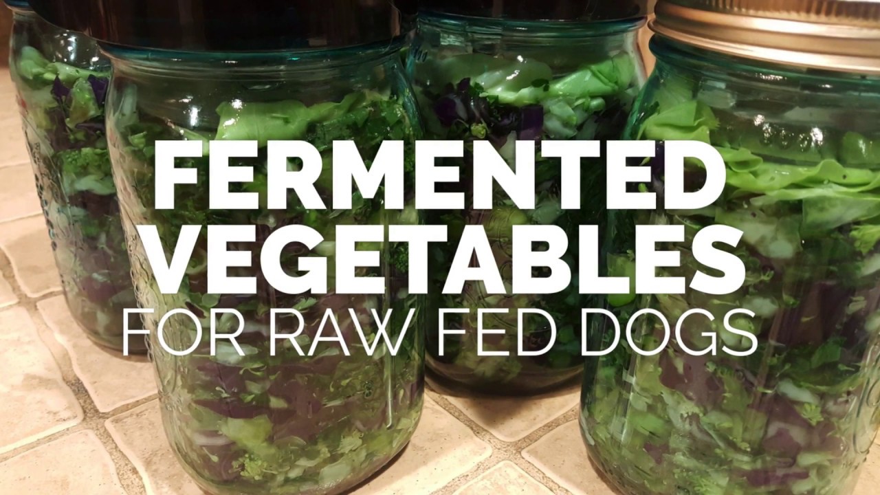 fermented dog food