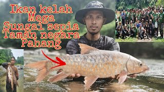 ikan kelah mega sungai sepia taman negara pahang malaysia