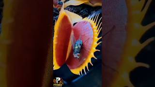 carnivorous plant eating insect please like #carnivorousplants #plants #automobile #insects