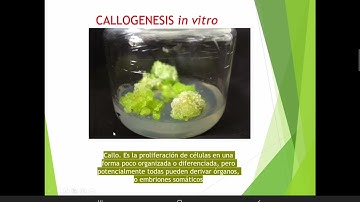 callogénesis
