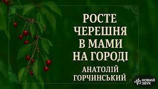 картинка: НОВИЙ ЗВУК : Росте черешня в мами на городі