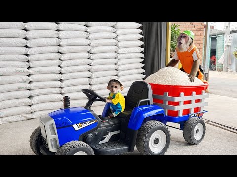 Buem Drives Supercar Taking CUTIS to Buy Rice | Funny Monkey Video