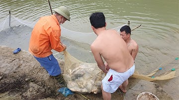 Tháo ao bắt cá rô, cá chép đem bán và món cá rô nướng cháy trên núi|| Farm life VN