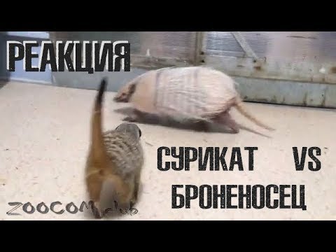 Знакомство суриката и броненосца! Реакция Пряни на Роню.