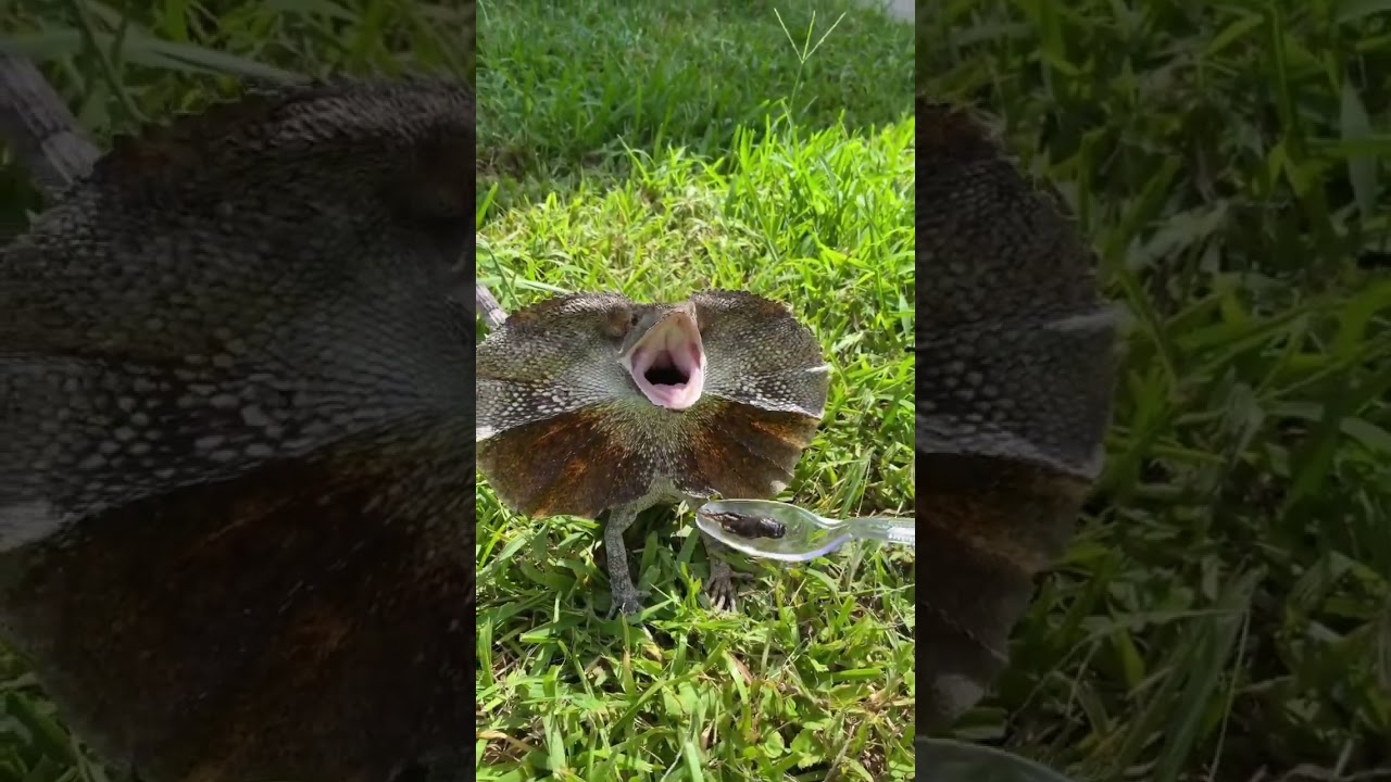 Feeding Frilled Dragon 