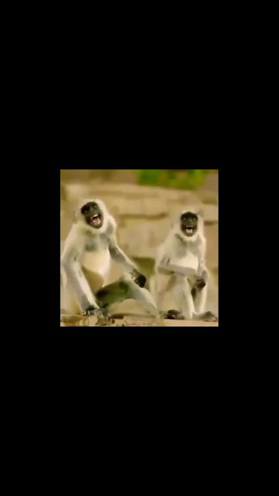 monkey laughing #green #greenscreen #greenscreenstatus #greenscreenvideo #memes