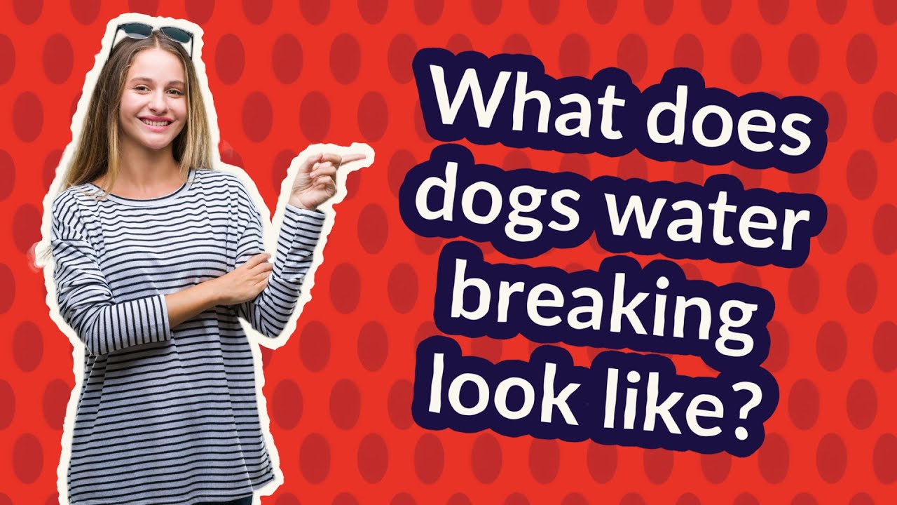 What Does Dogs Water Breaking Look Like YouTube What Does Dogs Water Breaking Look Like YouTube