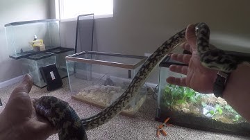 Carpet Python Unboxing - Did she bite me???