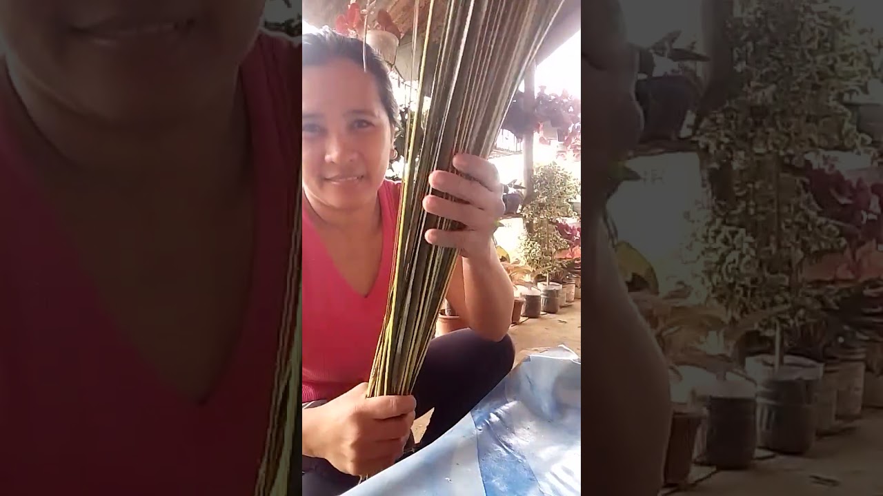 Nagkalingaw himo ug silhig tikog #Please Subscribe my channel 