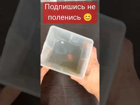 Лак своими руками #shortvideo #shorts #лайфхаки #лайфхак #лайк #своимируками #декор #лак #дерево