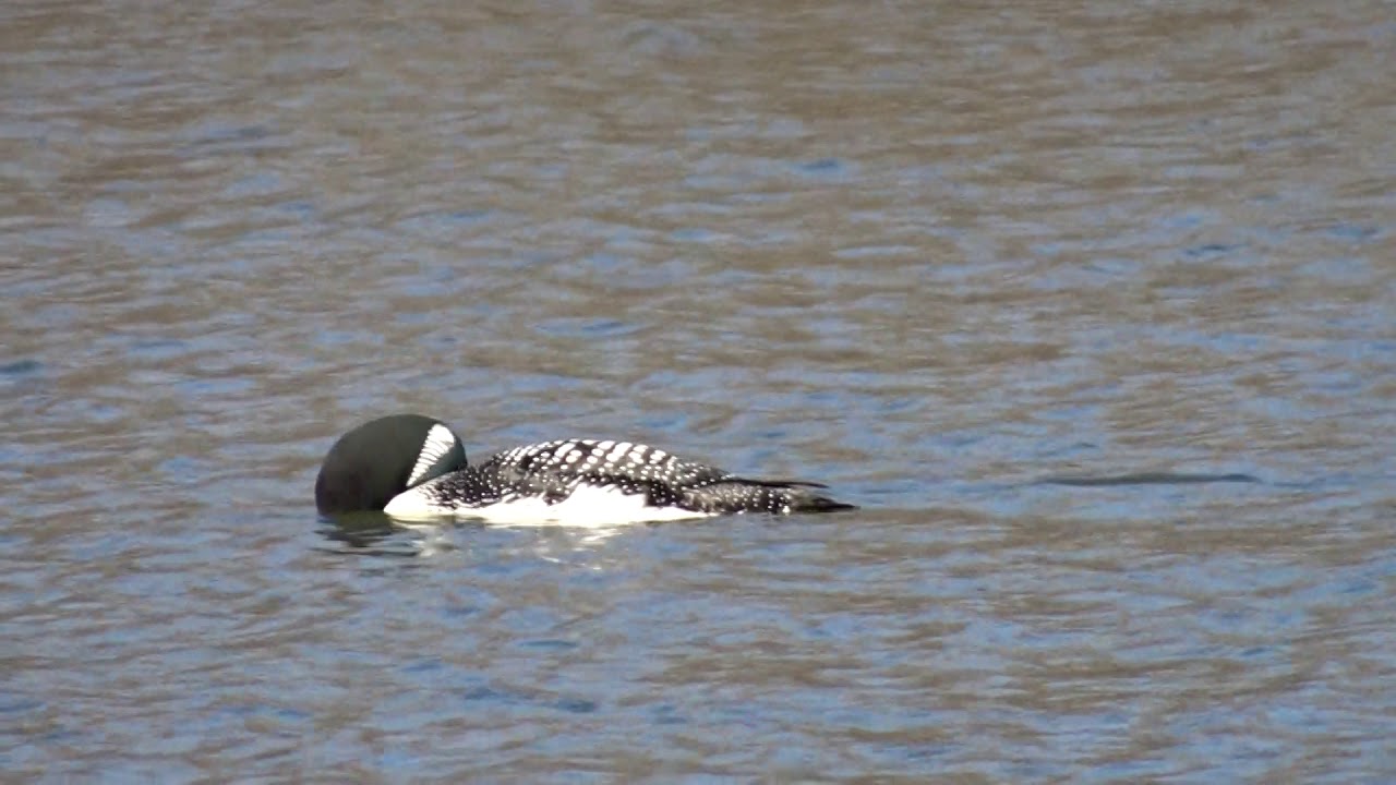 Common Loon, Centennial Park, Etobicoke.