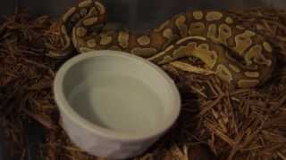 Famous Caramel Albino Ball Python - Update Video Wealth