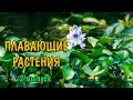 ПЛАВАЮЩИЕ РАСТЕНИЯ. Ч2. ЭЙХОРНИЯ, САЛЬВИНИЯ МИНИМА, РИЧЧИЯ, ВОЛЬФИЯ, РЯСКА КРОШЕЧНАЯ, ПИСТИЯ