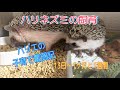 ハリネズミの子育て13日目〜1ヶ月と1週間の様子です。どんどん大きくなるよ！