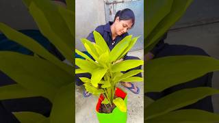 Arrowroot plant a healthy plant repotting #garden #plants #trending #shortvideo #youtubeshorts