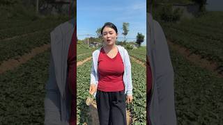 High Yielding strawberry seedlings farming by Rural Farmer | Amazing Farming #strawberry #farming