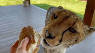 The cheetah is eating ice cream! Gerda escapes the heat