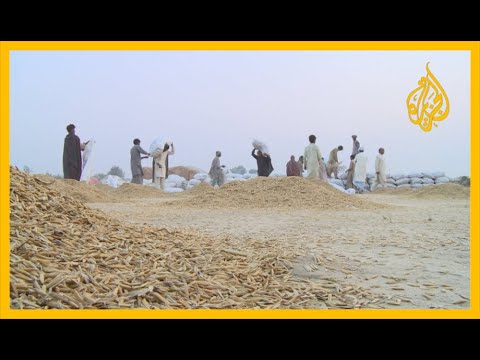 🇵🇰 باكستان.. نزاع بسبب اقتراح نيودلهي بتصنيف أرز بسمتي على أنه هندي
