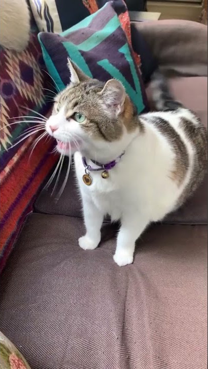 cat be like ekekekekek #shorts #cats