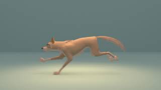 Running Wolf - 3D Animation - Maureen Vangheluwe