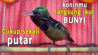 Pancingan KONIN GACOR INI AMPUH bikin KOLIBRI NINJA lain ikut RAJIN BUNYI