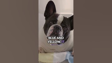 Thumbnail of Are Dogs Really Color-Blind?