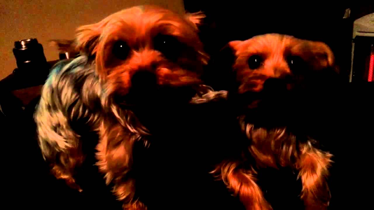 ultimate yorkie harlem shake. YouTube