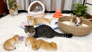 Cute and mischievous kittens | The cat family is so happy to have a new member. by KITTENS CUTE 3,716 views 9 months ago 1 minute, 34 seconds