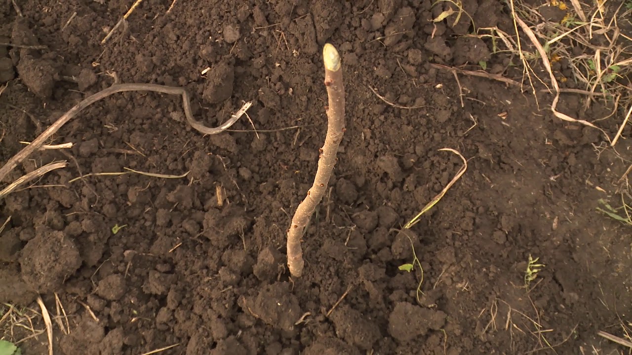 Տնկարանում կատարվող աշնանային միջոցառումներ. խորհրդատվություն