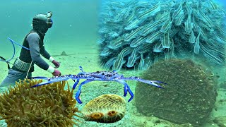 Download Lagu Discovering a School of Giant Catfish Weighing Over 50 Kg at the Root of a Diving Reef at a Sunke... MP3 Download Lagu Discovering a School of Giant Catfish Weighing Over 50 Kg at the Root of a Diving Reef at a Sunke... MP3