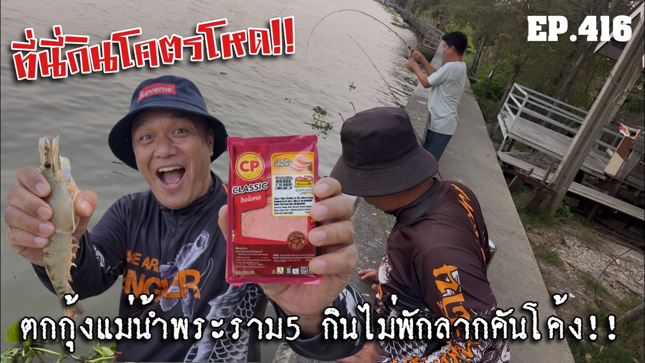🎣🐠We are Angler EP:416 “มือใหม่หัดตกกุ้งแม่น้ำ ทีนี่โคตรโหด กินไม่พัก ลากจนคันงอ!”” |ตกกุ้งเจ้าพระยา