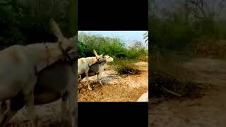 #animals #nature #donkey #tharparkarbeauty #funny #cow #wildlife #sad #tharpak