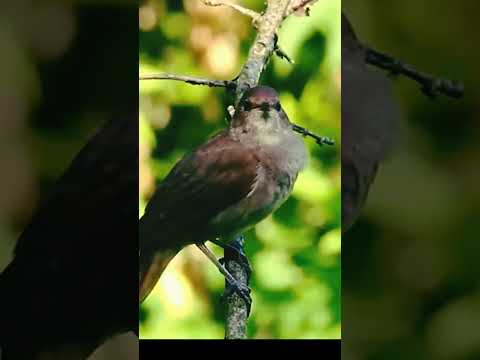 تغريد لطائر العندليب في الطبيعة تغريد بتبتة