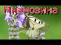 Бабочка мнемозина или Чёрный аполлон.Parnassius mnemosyne