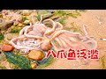 【English sub】小章赶海排水口淌出大量的八爪鱼，沙滩上还有很多张嘴的血蛤！【赶海小章】