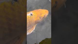 Big Beautiful Koi Fish #animals #fish #koi