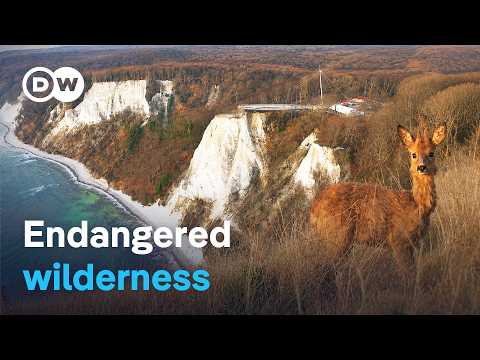 Wild Rügen - Tourism vs. nature conservation documentary thumbnail