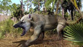 Amphicyon Sounds Request