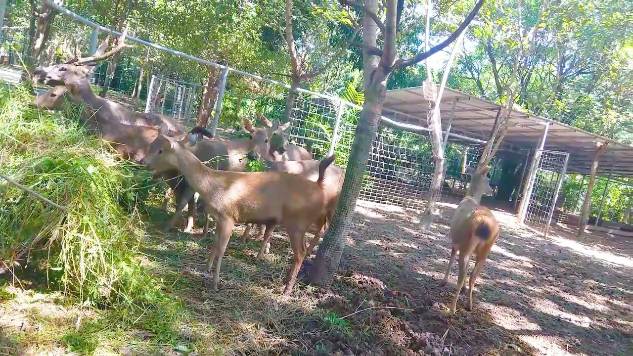 Animals deer eating weeds at the zoo very impressed YouTube