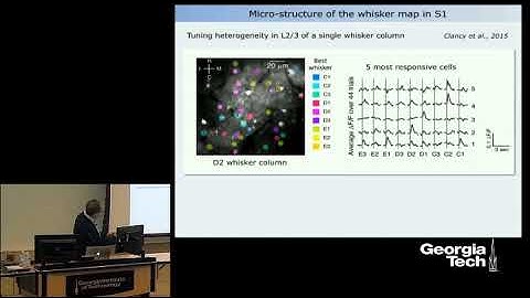 Neural Codes and Maps in Whisker Somatosensory Cortex