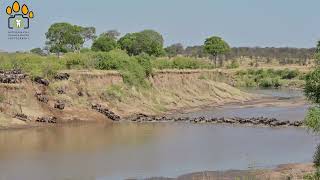 Great Wildebeest Migration Serengeti Tanzania