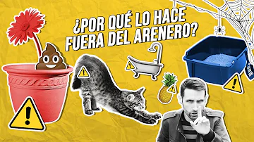 ¿Por qué los gatos escarban antes de hacer caca?