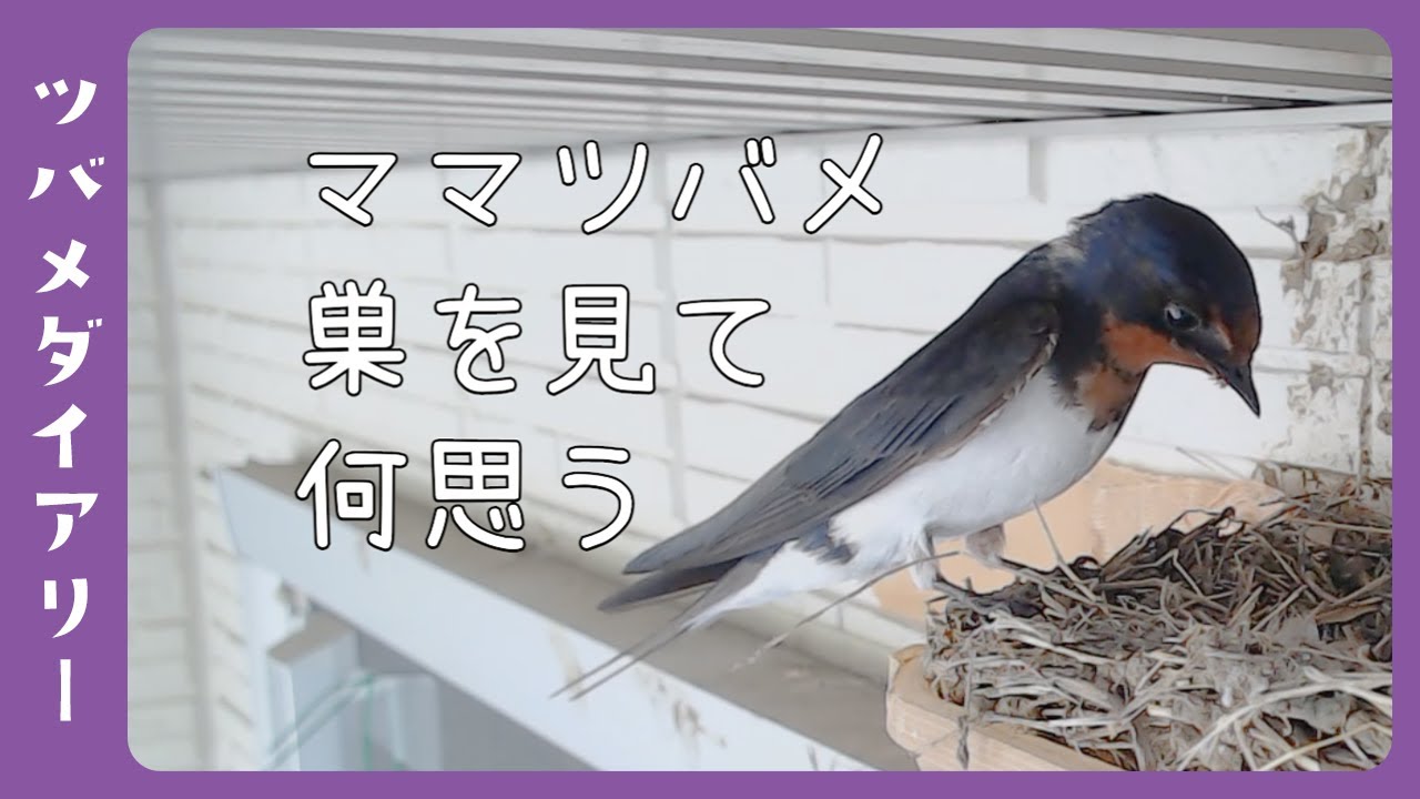 ツバメの巣DAY41-2】忍び寄る黒い影 そして - YouTube