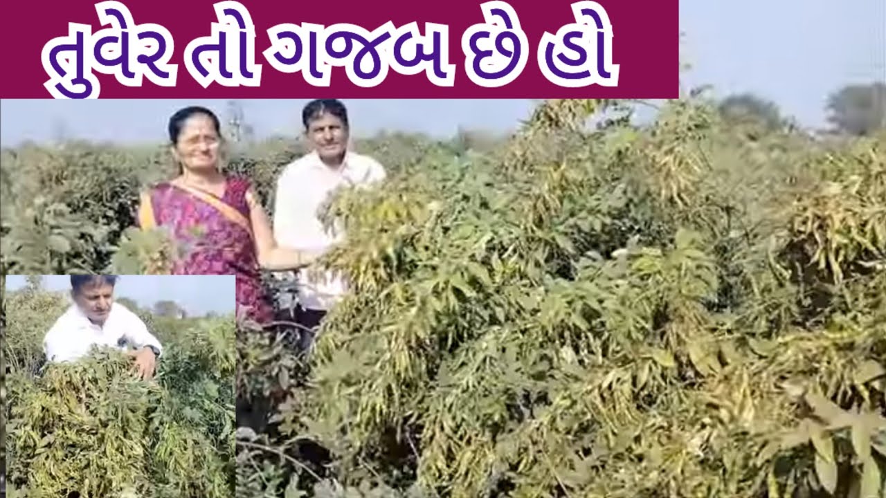 પુષ્પા જુકી ગય | જુકેગા નહીં લેકીન ફૂલે પુષ્પા તુવેર હોય તો જુકના પડેગા #ફૂલેપુષ્પા | fule puspa tur