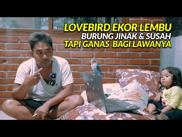 LOVEBIRD EKOR LEMBU JINAK TAPI GANAS BAGI LAWANYA | GENDUB RHN #rhnsalatiga #ljbirdcontest#lovebird class=