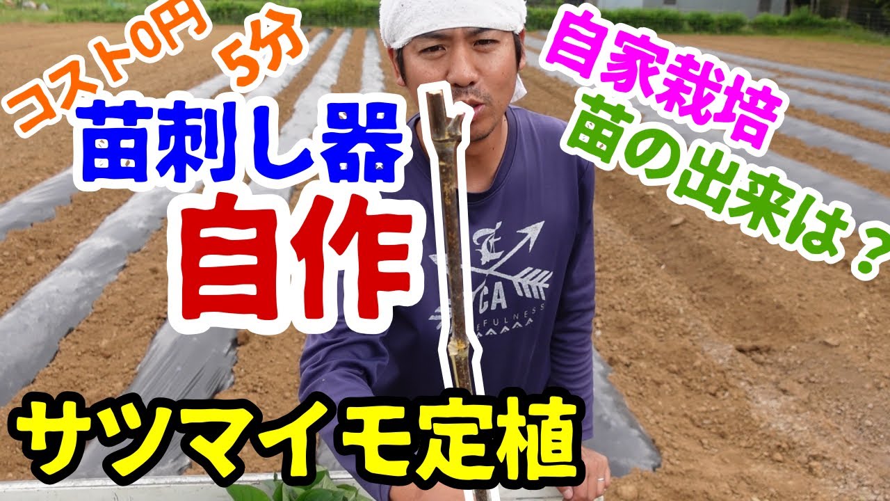 サツマイモ定植】苗刺し器を自作。使い勝手は？自家栽培した苗の出来は