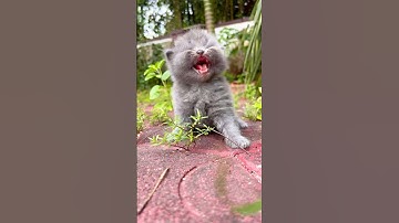 Kitten meowing to attract Cat ! Cat sound ! Cat video ! cat voice ! cat meowing ! Persian cat