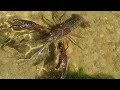 Cangrejo americano (Procambarus clarkii). ¡ALERTA, especie invasora! GONZALO.