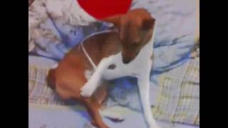 #Басенджи #Венди73 . #Basenji . #Ульяновск #Басенджи #Венди73 . #Basenji . #Ульяновск